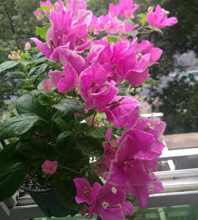  吉林东北虎多点开花击溃天津先行者